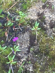 Primula tschuktschorum