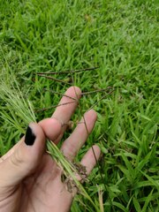 Paspalum paniculatum