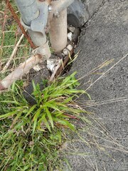 Paspalum fimbriatum
