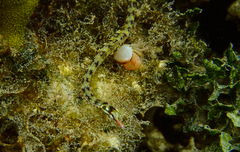 Corythoichthys flavofasciatus