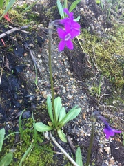 Primula tschuktschorum