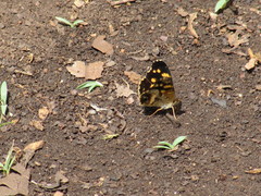 Anthanassa ptolyca ptolyca