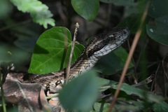 Bothrops
