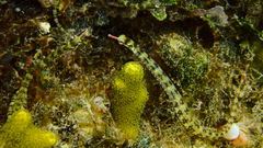 Corythoichthys flavofasciatus