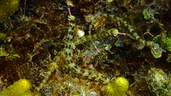 Corythoichthys intestinalis