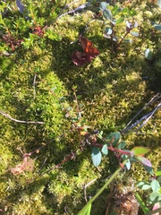 Vaccinium microcarpum