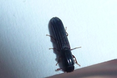 Colydium elongatum