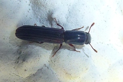 Colydium elongatum