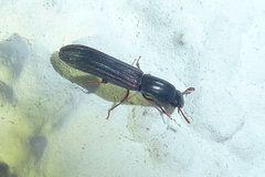 Colydium elongatum