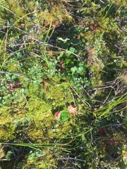 Vaccinium microcarpum