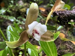 Lycaste