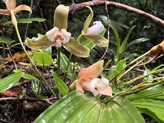Lycaste