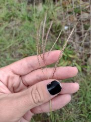 Dichanthium annulatum annulatum