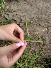 Paspalum fimbriatum