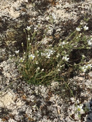 Cherleria arctica