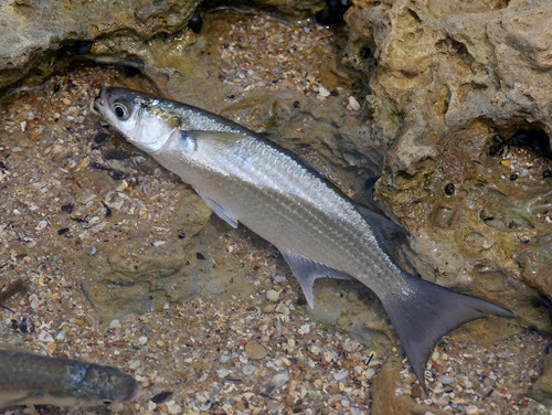 Neochelon falcipinnis