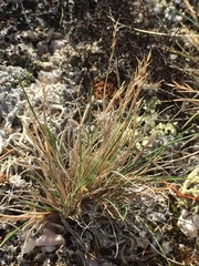 Festuca brevissima