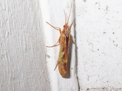 Limnephilus marmoratus