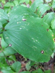 Phyllosticta convallariae