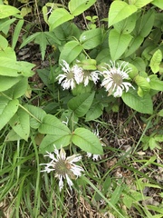 Monarda bradburiana