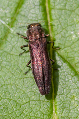 Agrilus cuprescens