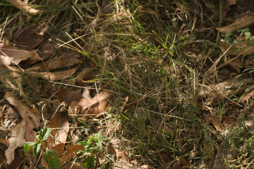 Chloris divaricata iNat (2)