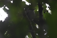 Lipaugus vociferans