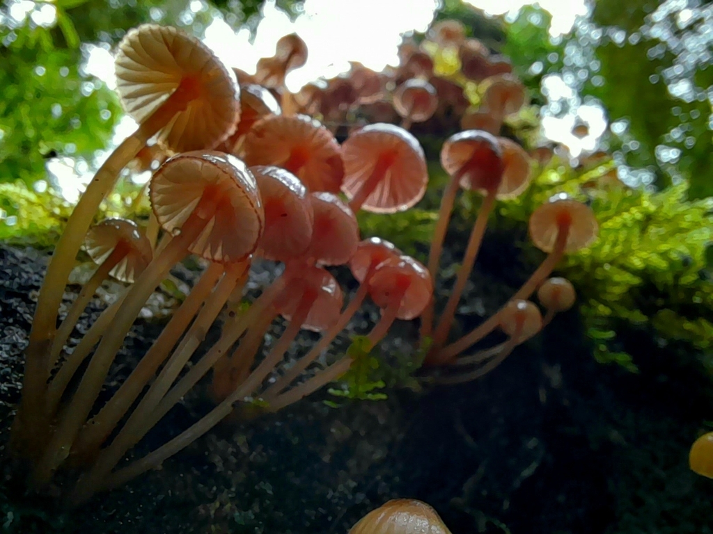 Mycena haematopus · April 2022 · photo: © rolyrdf (iNaturalist, cc0)