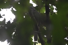 Lipaugus vociferans