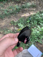 Parides neophilus