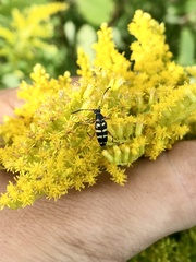 Typocerus sparsus