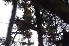 Pipilo maculatus macronyx