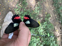Parides neophilus