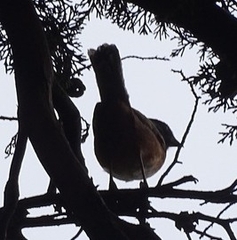 Pipilo maculatus macronyx