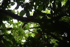 Psarocolius bifasciatus