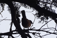 Pipilo maculatus macronyx