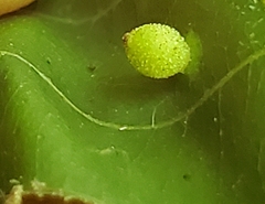Caryomyia viscidolium