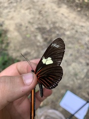 Heliconius doris doris