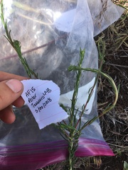 Rigiopappus leptocladus