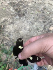 Heliconius doris doris
