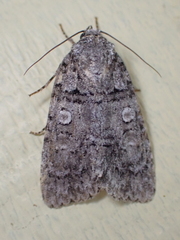Acronicta modica