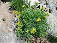 Lomatium brandegeei