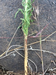 Rigiopappus leptocladus