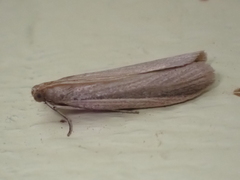 Peoria approximella