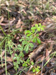 Pultenaea scabra