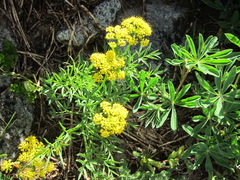 Lomatium brandegeei
