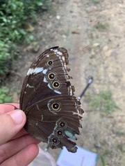 Morpho achilles