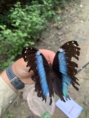 Morpho achilles