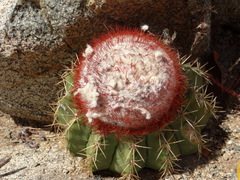 Melocactus macracanthos