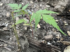 Ailanthus